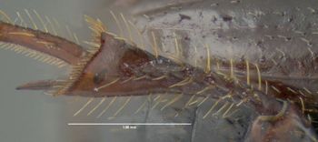 Media type: image;   Entomology 611419 Aspect: hind tibia